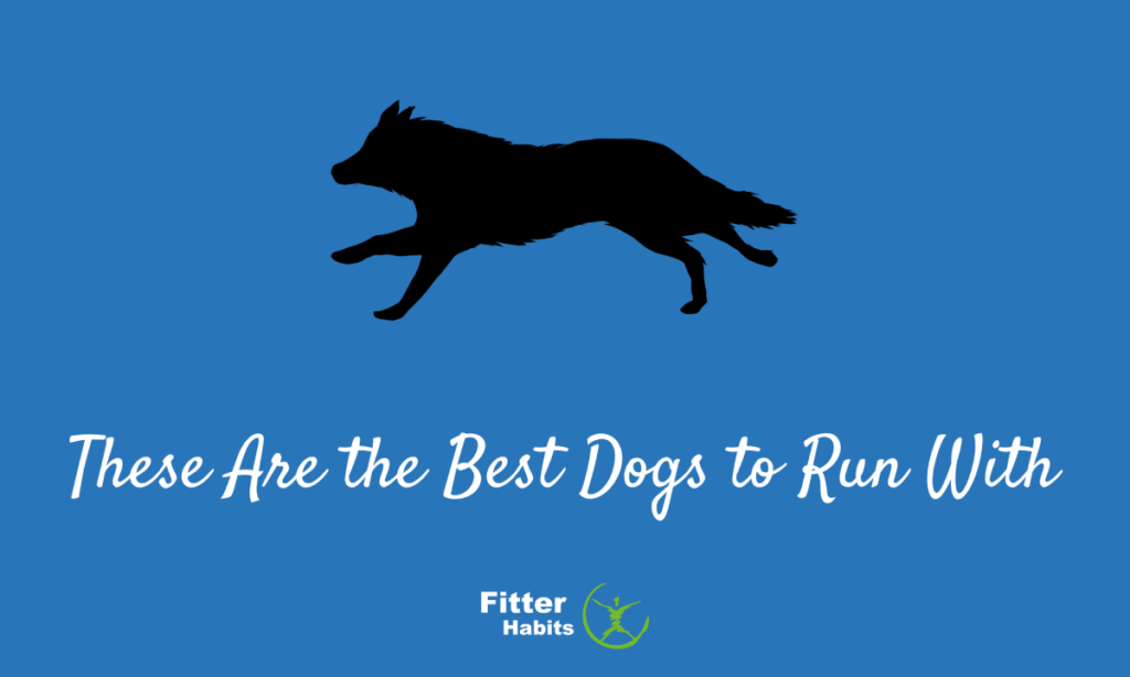 These are the best dogs to go running with