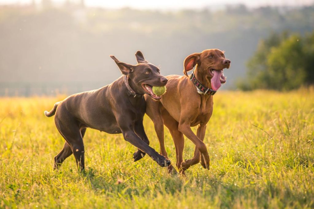 Best dogs to go running with